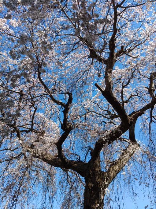 仕事場の桜が満開だ～! 
