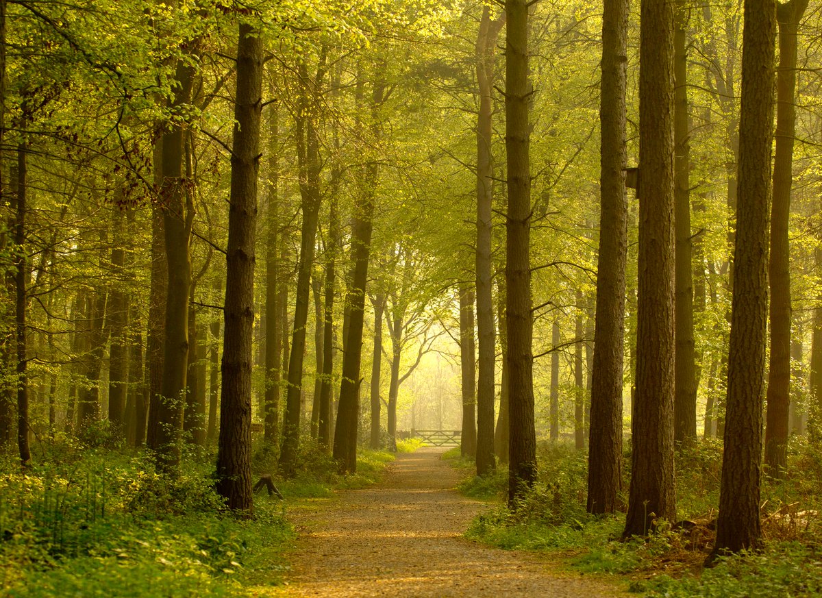 Help us understand the joy of trees through taking a walk in the <a href="/NatForestCo/">The National Forest</a> 🌳 We need as many people as possible to participate in Treefest. You'll help <a href="/DerbyUni/">University of Derby</a> &amp; <a href="/UK_Treescapes/">UKTreescapes</a> inform the designs of future treescapes to benefit future generations gojauntly.com/treefest