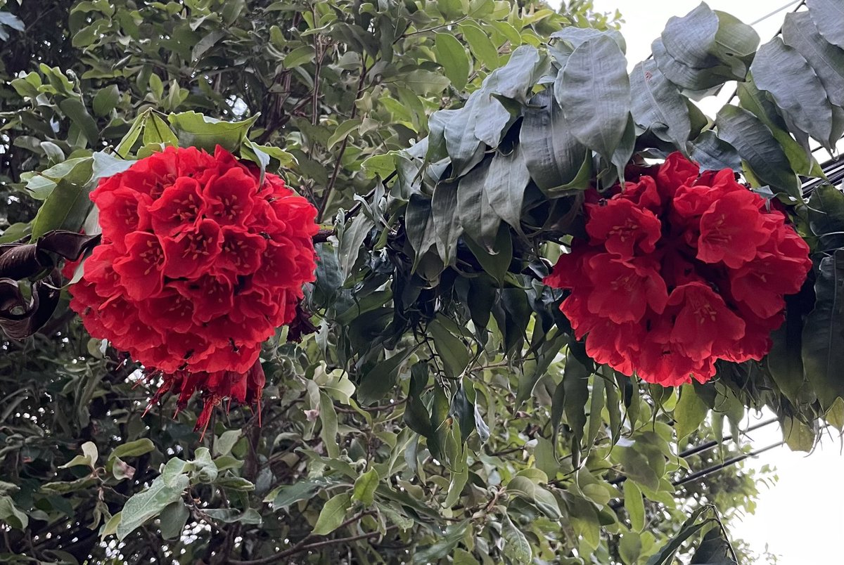 maoherrera7's tweet photo. @CineNationMedia @houseofwolves42 @Yaacov97531 @elfearsfoxsox @CaseyBroda @siralexanderj @cfkphotograher @LadyOphoto @SveBekyarova @cfryant @KernPhotograpy @NaiboVisuals @ArtemisKellogg @LesleeRBarron @Felinedoggeous @josephhawkphoto @openshutter21 @SebDuperPhoto @therealJRW76 @WLH1972 @masbeyondo_adv @ArchieAruejo2 @NKTB Wow thanks a lot. I like to share my #flowershots https://t.co/gi01POJtCP