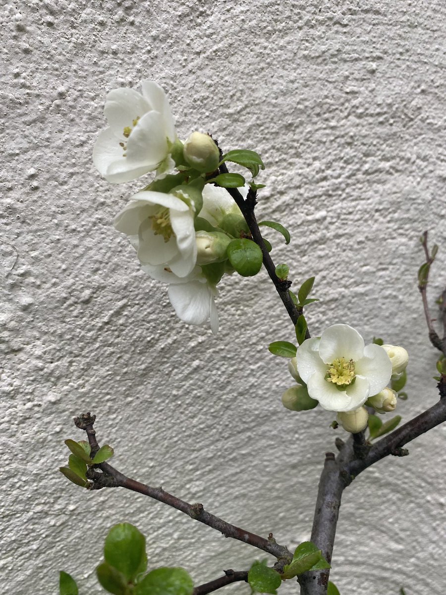 CTC_Sally's tweet photo. Did someone say Spring? #bitwet #Spring2023 #stillbeautiful #sunshineintherain https://t.co/92y1Rc3h2t