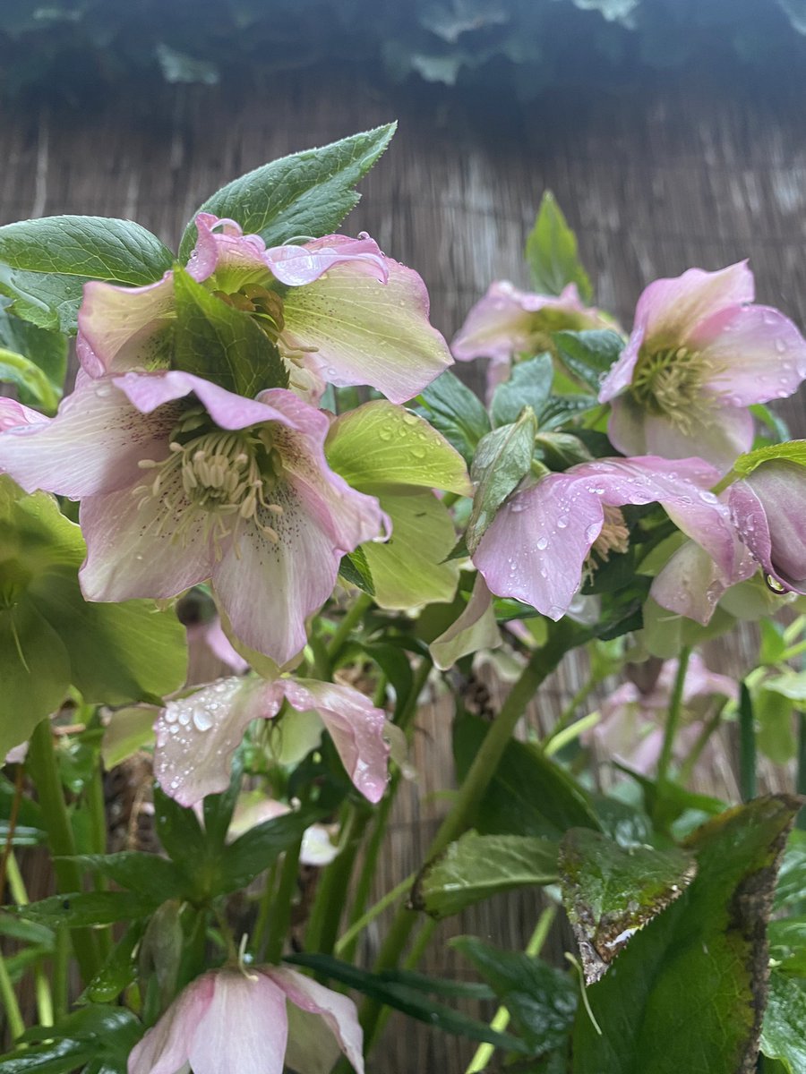 CTC_Sally's tweet photo. Did someone say Spring? #bitwet #Spring2023 #stillbeautiful #sunshineintherain https://t.co/92y1Rc3h2t