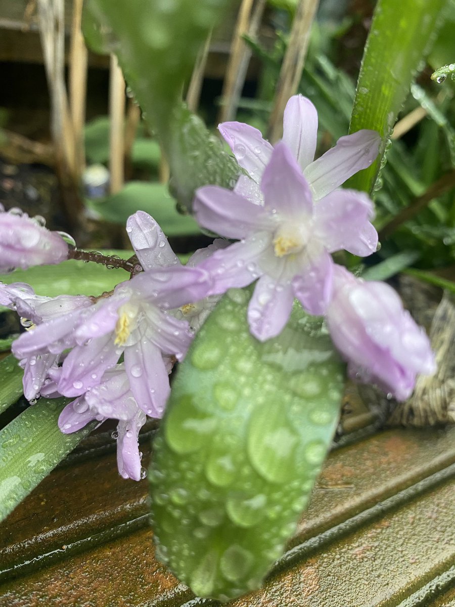 CTC_Sally's tweet photo. Did someone say Spring? #bitwet #Spring2023 #stillbeautiful #sunshineintherain https://t.co/92y1Rc3h2t