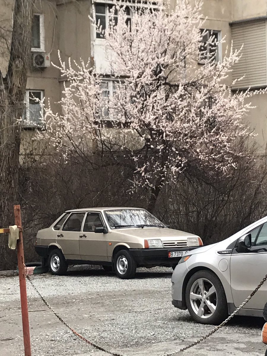 вай, уже все зацвело