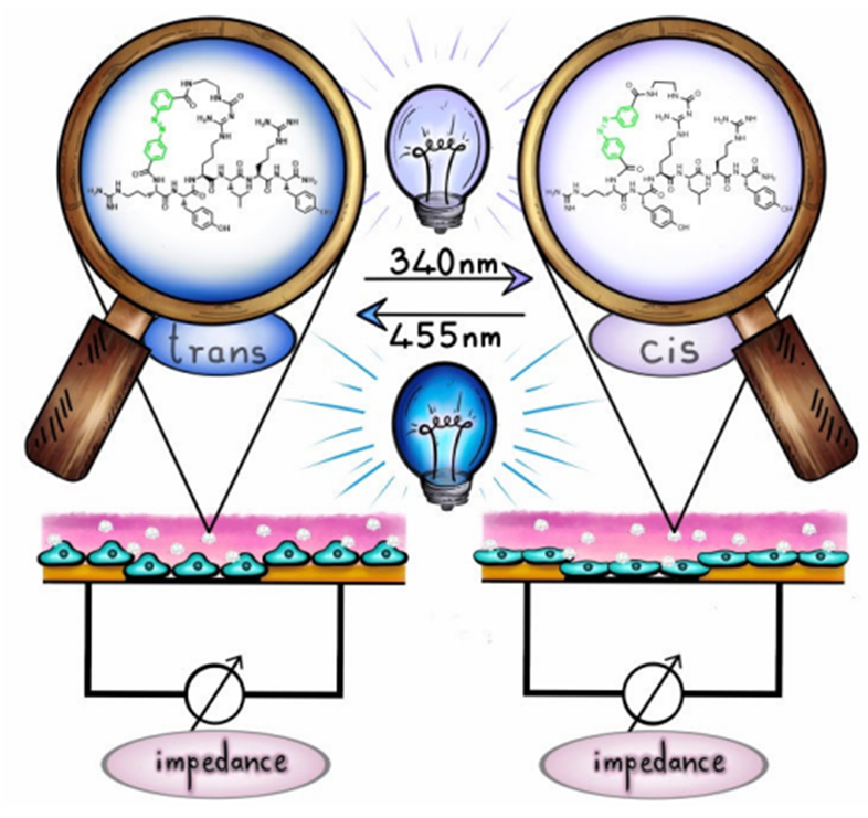Do you like to unravel dynamic properties of cellular signaling?
Congratulations to all involved! <a href="/angew_chem/">Angewandte Chemie</a>  
Monitoring the Reversibility of GPCR Signaling by Combining Photochromic Ligands with Label‐free Impedance Analysis. onlinelibrary.wiley.com/doi/10.1002/an…
