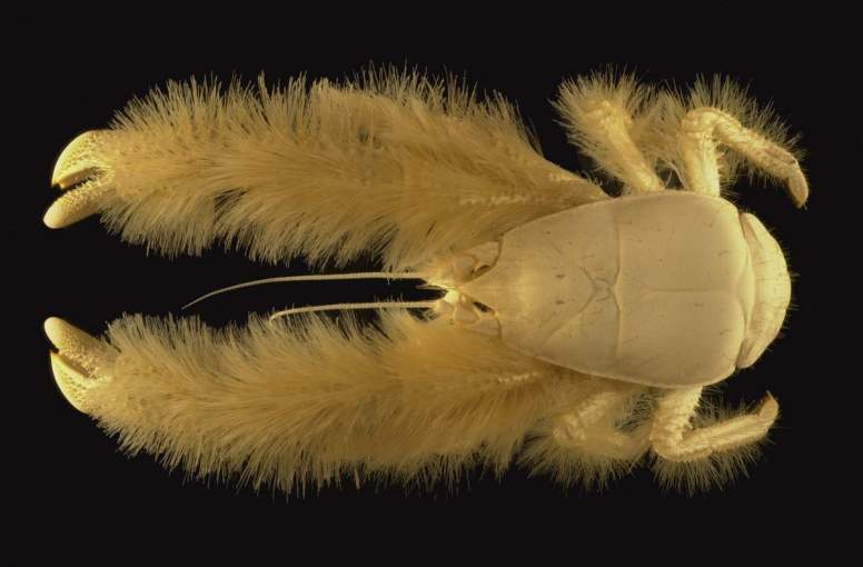 @anarcho The new found species is a 'squat lobster' a Munidopsis related to crabs, shrimps, lobsters, etc. About 18,000 new species from micros to macros are discovered annually. And many benthic or deep sea biomes are yet to be explored. Pic of a cousin, a Yeti Crab, another Munidopsis