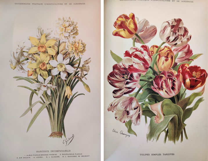 Hortalia_SNHF's tweet photo. PATRIMOINE #LundiFleuri 
C'est aujourd'hui le #printemps ! Voici donc de superbes gravures de saison : un bouquet de #narcisses par E. Godard et des #tulipes par Elisa Champin.
📚 G. Nicholson, Dictionnaire pratique d'horticulture et de jardinage, (1892-1899) 
SNHF - Fonds ancien https://t.co/pe8RJfkdB8