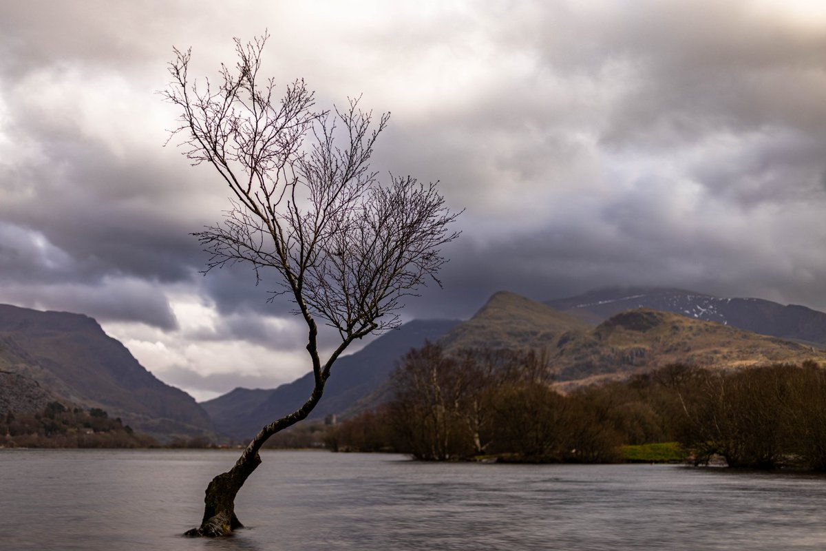 Here's mine for #fsprintmonday #WexMondays #ThePhotoHour #StormHour #appicoftheweek this week, the lone tree in #Llanberis with #Dolbadarn Castle faintly in the background #wales #WelshPassion #itsyourwales #NorthWales #amateurphotographer #treesoftwitter #LlynPadarn