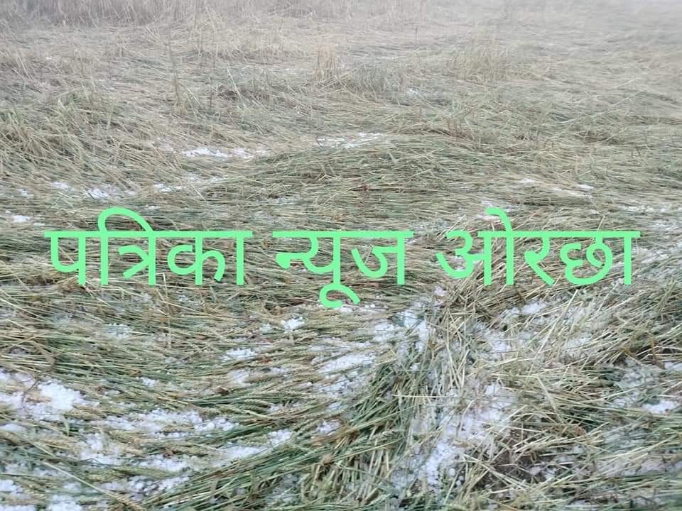 PipraRohit's tweet photo. मुझे नहीं लगता अब किसी सर्वे की आवश्यकता है ।

शासन - प्रशासन से आग्रह करता हूं , जिले को तत्काल ओलावृष्टि प्रभावित जिला घोषित किया जाए ।।
जिला - निवाड़ी 
@ChouhanShivraj @OfficeofSSC 
@CMMadhyaPradesh @JansamparkMP @NiwariCollector https://t.co/eA7wWYbdV6