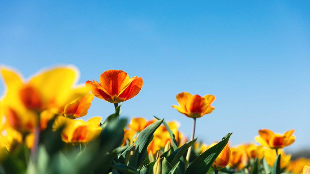 CommerceGov's tweet image. Happy first day of spring! 💐 🌸 🌷 

#SpringIntoScience with @NOAAEducation. bit.ly/4072YFp