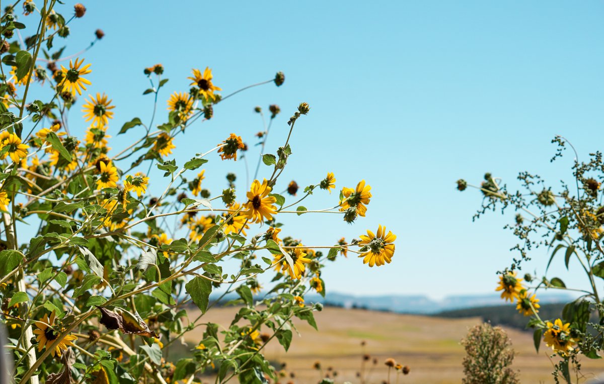 Zion Mountain Ranch tweet media