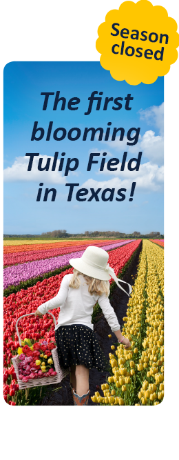 HighOaksTX's tweet photo. Celebrate the start of the Spring Season by picking your own Texas Tulips! 
#Spring2023 #LoveWhereYouLive #Texas #Tulips
 https://t.co/XxChPYiGPN https://t.co/vmQx8GBc9T