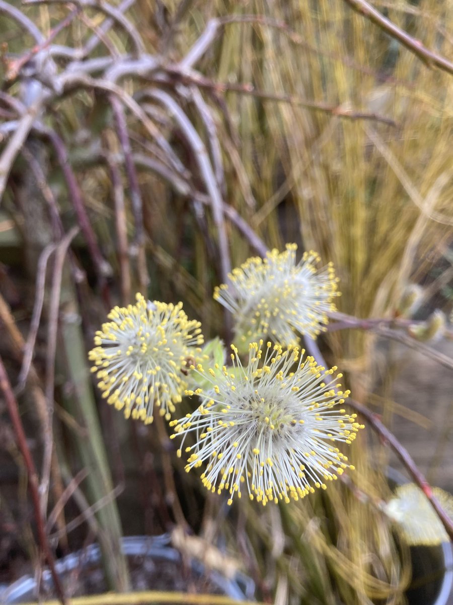 Fr_RowntreePark's tweet photo. Looking forward to our Spring Equinox/Ostara event tomorrow. Nature crafts, mindfulness and marking seasonal shift with awesome adults. Now sold out, but let us know if you want more events like this! 
@Catkinandco #ostara #springequinox #york #yorkevents https://t.co/J3899ssQdG