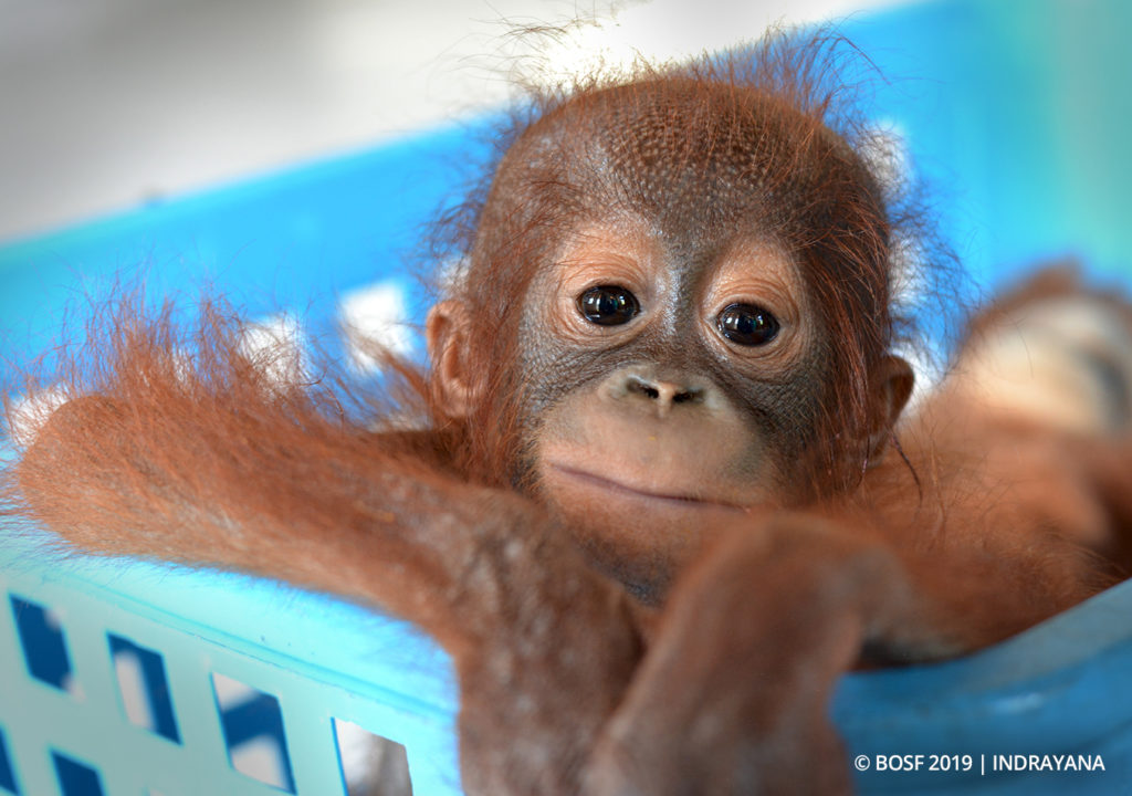 Orangutan Outreach 🦧❤️🌳 tweet media