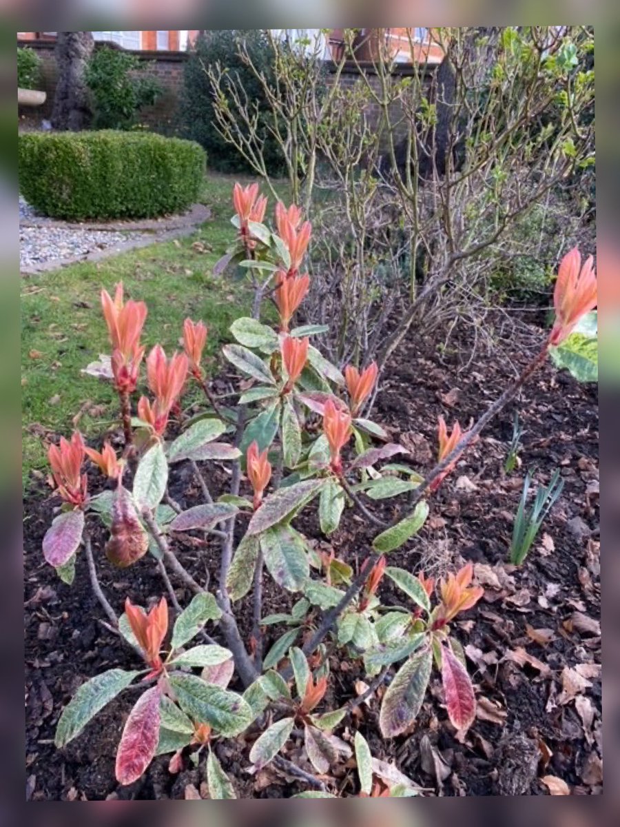 Hello Spring! 🌼

It’s the first day of spring and these new blooms are a welcome sight to our gardens.

We’re very lucky to have such wonderful grounds at the hospice, maintained by our dedicated volunteers and enjoyed by our patients, visitors, volunteers and staff.

#Spring