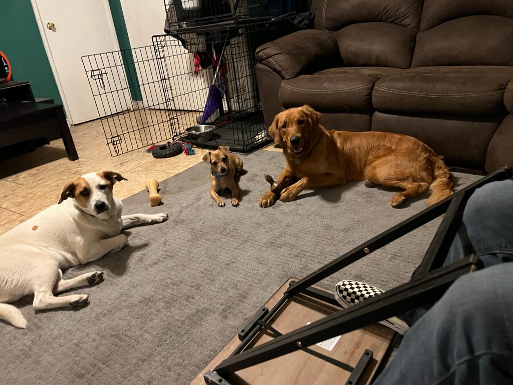 Skafiend2's tweet photo. @DanielBGreene All three of our dogs get along with our two cats. In fact, the smallest animal we have, a 4 or 5 pound 1 year old calico, is in charge of the rest of the animals, and makes it known she's in charge, haha

Our dogs https://t.co/0fX2lAGtgG