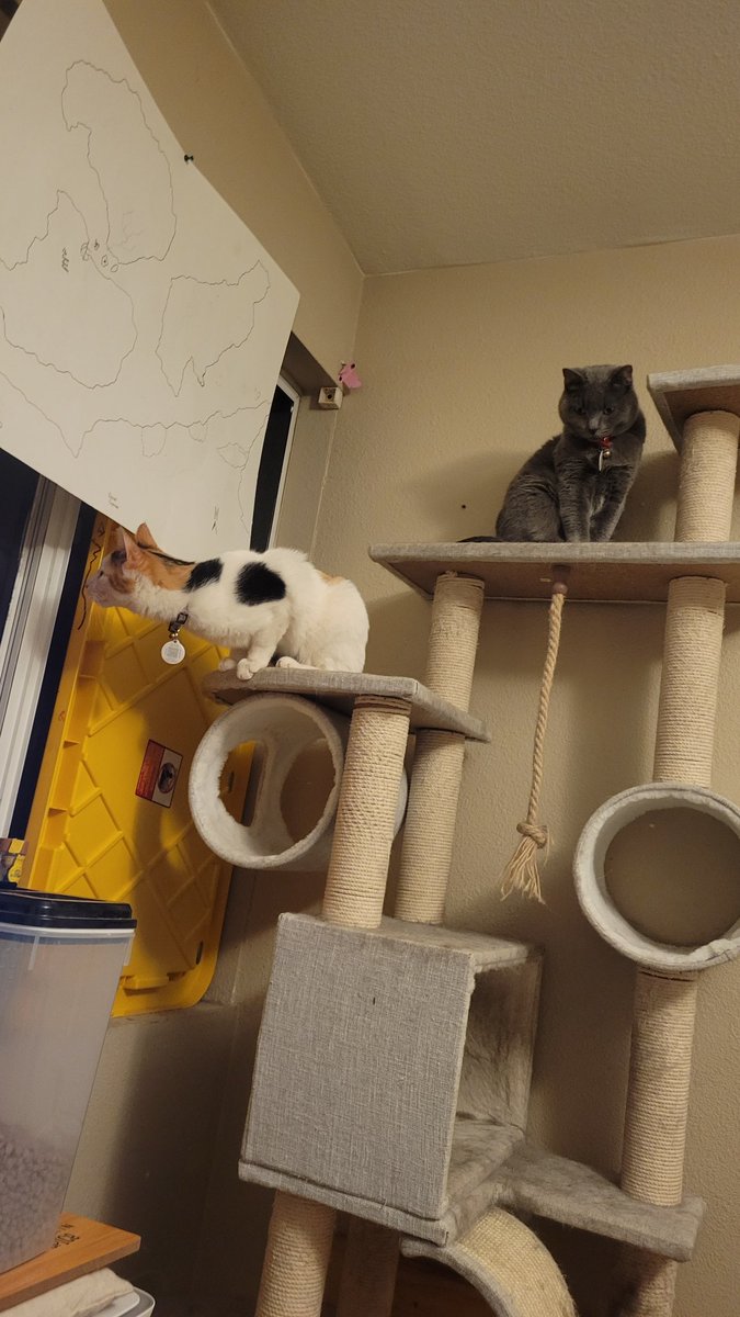 Skafiend2's tweet photo. @DanielBGreene And our cats https://t.co/v8ygbeLWzc