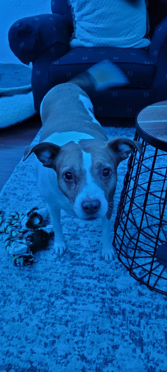 Colby__Jack's tweet photo. @soIoucity Betty agrees. Rescue pups are the best https://t.co/vhL3N6t2vU