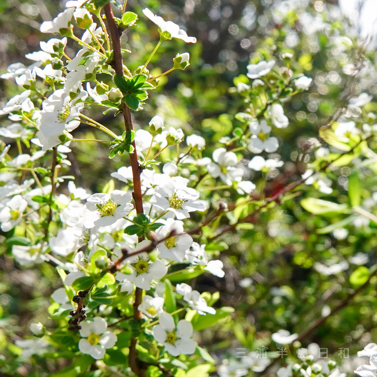 三浦半島日和 on Twitter 