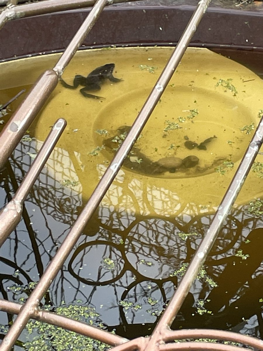 #StPatricks Y4 &amp; 6 said hello to 4 of our frog friends today!