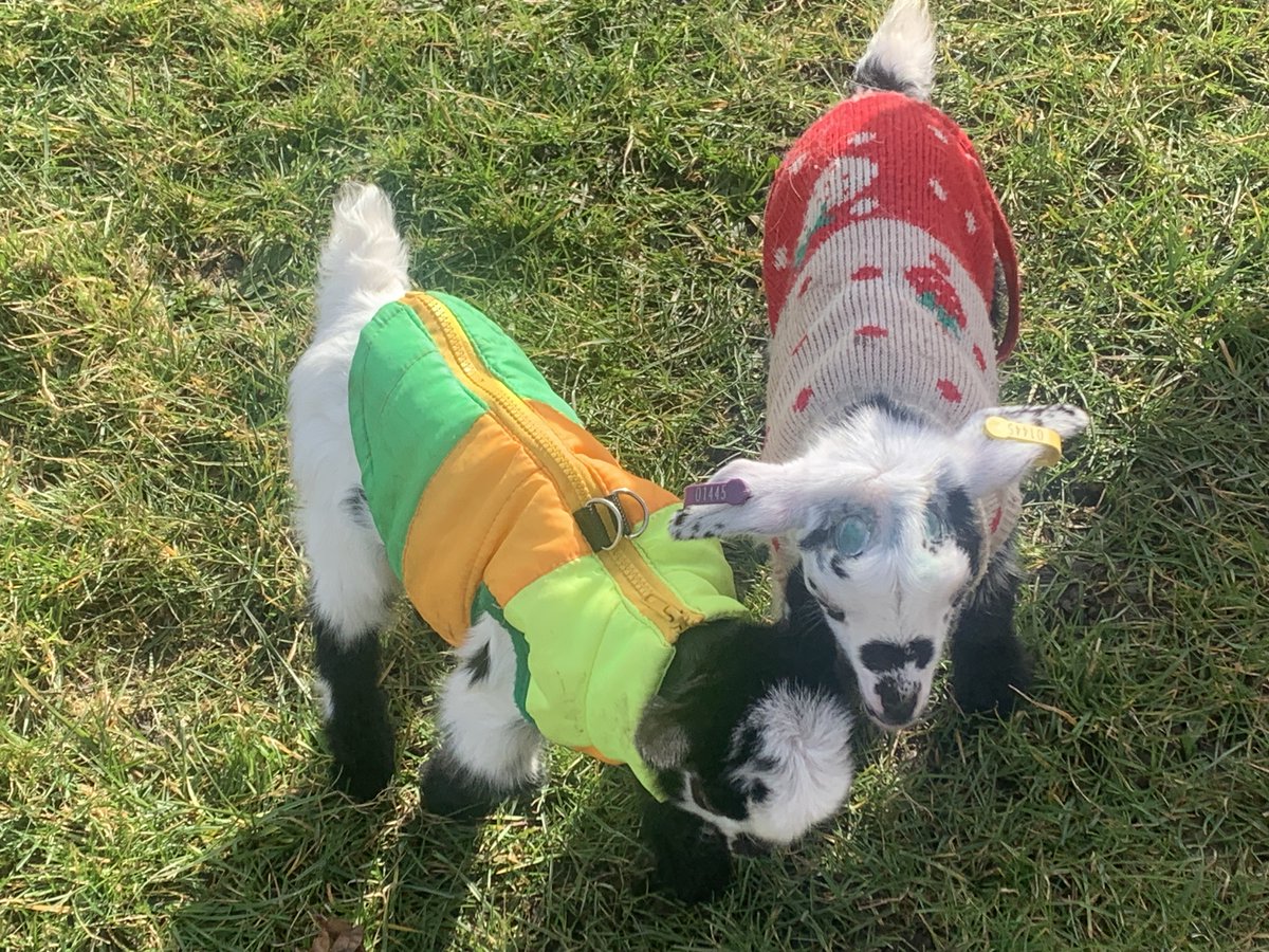 Samuel Cody School tweet media