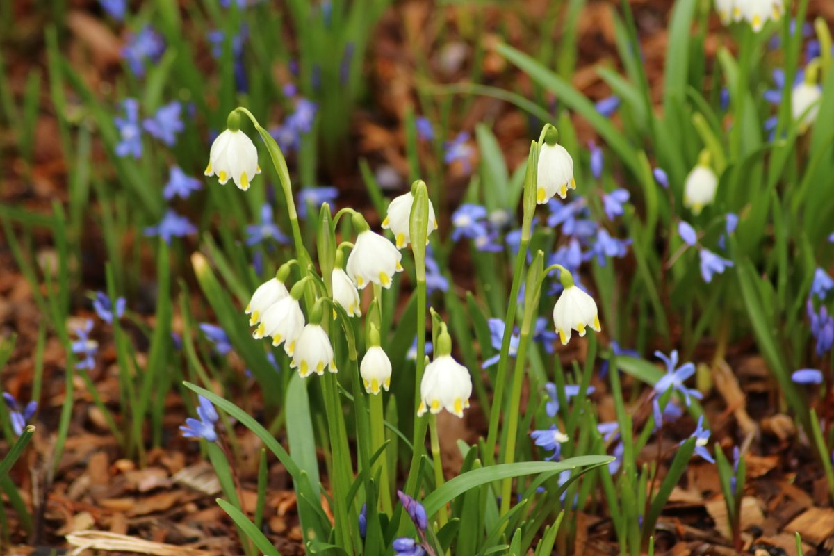GloriousInStLou's tweet photo. It's official--spring is here! 🐝 🌷 🌿 
What do you enjoy most about spring in the garden? Comment below ⬇️ 😄 https://t.co/0DzpYnfL3T