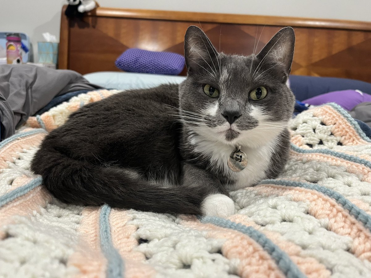 BurtyButt's tweet image. The human put a different blanket on the bed so of course it needs to be slept on all day long.
