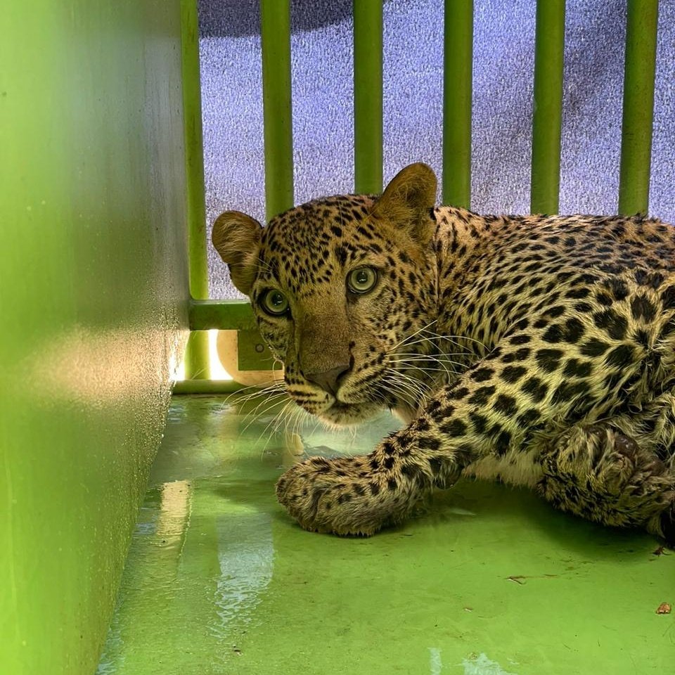 Neha Panchamiya tweet media