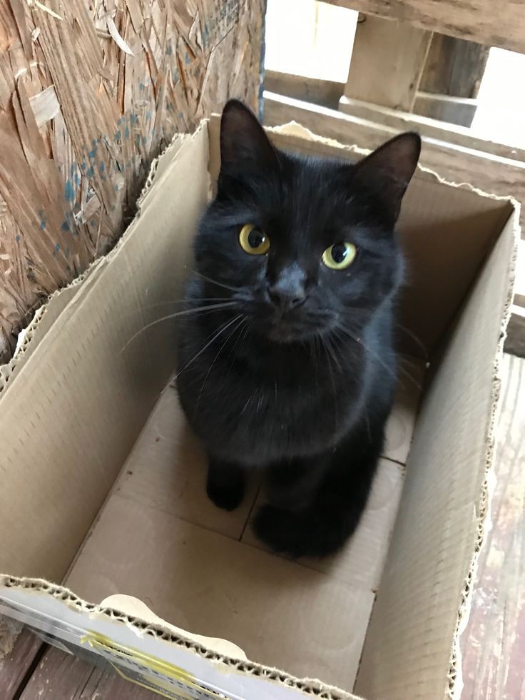 hum_mage's tweet image. yuo  ,  found  me??  how!