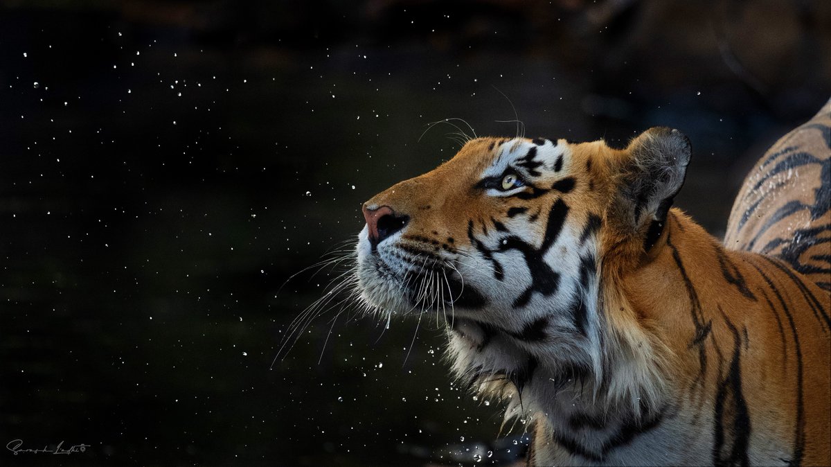 The Star and the Stars 

Image of tiger ( the star of the jungle) with star like water droplets around him. 

Shot on #NikonZ9 with 400mm f/4.5

Processed on Wacom Intuous Pro 

@nikonindiaofficial <a href="/ParveenKaswan/">Parveen Kaswan, IFS</a>  <a href="/RandeepHooda/">Randeep Hooda</a> 
@vijaypTOI #NaturePhotography #wildlife #tiger