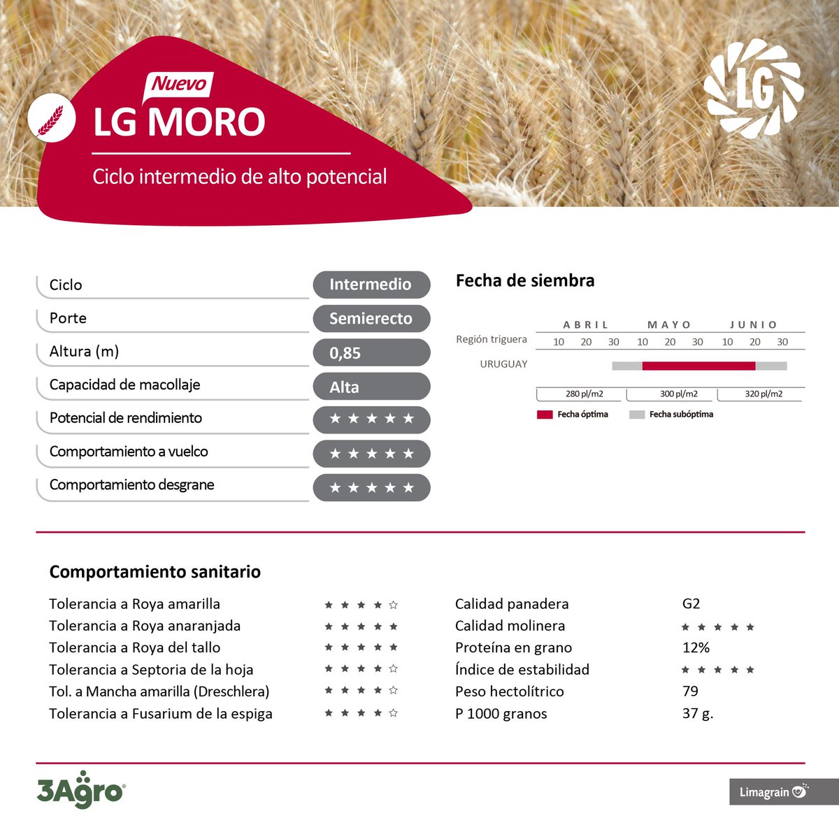 3agro's tweet photo. Seguimos con las novedades! Se agranda la tropilla🐎: NUEVO Trigo LG Moro

- Ciclo intermedio: siembras entre 10/5 y 20/6🚜
- Alto potencial de rinde✅ 
- MB calidad panadera/molinera🥖
- Destacada tolerancia a Royas y MB comportamiento a fusarium🦠

📞 Pedilo a tu distribuidor! https://t.co/IMCZcrj3RI