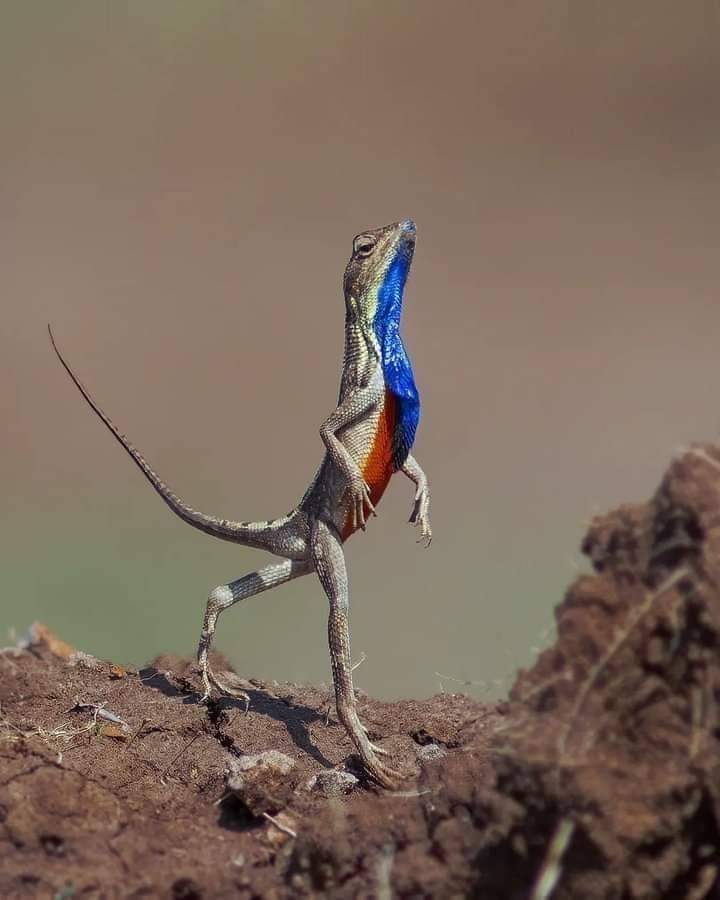 FocaVisual's tweet image. Channel your inner lizard: