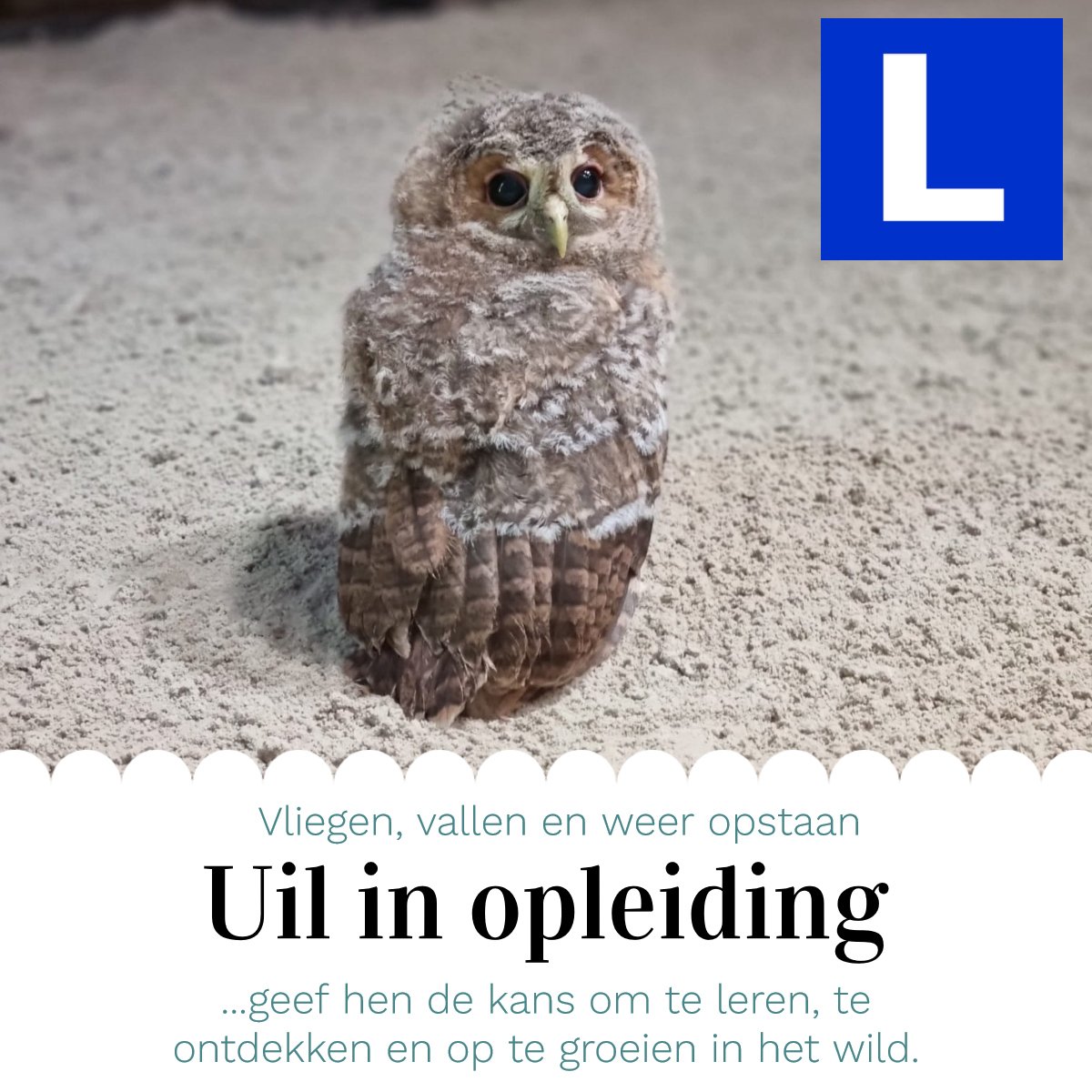 #Wilde #jonge #vogels (in de veren) op de grond hebben vaak geen #hulp nodig. Deze dieren kun je het best met #rust laten. Bijv. jonge #uilen lijken hulpeloos maar #klimmen terug in de #boom voor herkansing! #Bedankt namens de #dieren! #steundewildopvang
defugelhelling.nl/steun-ons/