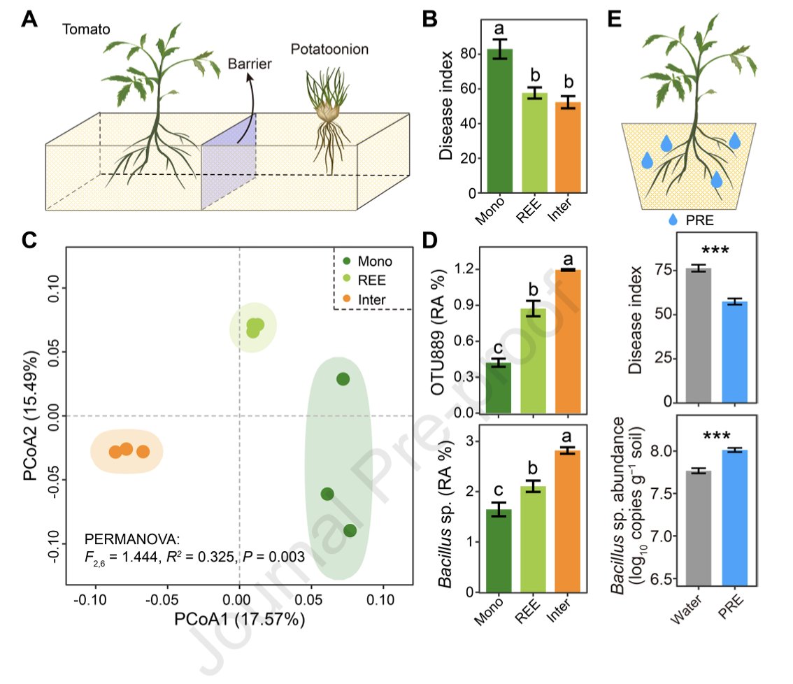 F Dini-Andreote (@fdiniandreote) on Twitter photo New paper out! Massive experimental work to show how root exudates mediate plant interspecific interactions w/ implications for #microbial-mediated #soil #suppressiveness <a href="/Khasheee/">Khashi u Rahman, PhD</a> <a href="/MPlantPCom/">Molecular Plant & Plant Communications</a> <a href="/PSUPlantScience/">Department of Plant Science</a> <a href="/PSUmBiome/">One Health Microbiome Center</a> <a href="/huckinstitutes/">Huck Institutes</a> <a href="/agsciences/">Penn State College of Agricultural Sciences</a> cell.com/molecular-plan… New paper out! Massive experimental work to show how root exudates mediate plant interspecific interactions w/ implications for #microbial-mediated #soil #suppressiveness <a href="/Khasheee/">Khashi u Rahman, PhD</a> <a href="/MPlantPCom/">Molecular Plant & Plant Communications</a> <a href="/PSUPlantScience/">Department of Plant Science</a> <a href="/PSUmBiome/">One Health Microbiome Center</a> <a href="/huckinstitutes/">Huck Institutes</a> <a href="/agsciences/">Penn State College of Agricultural Sciences</a> cell.com/molecular-plan…