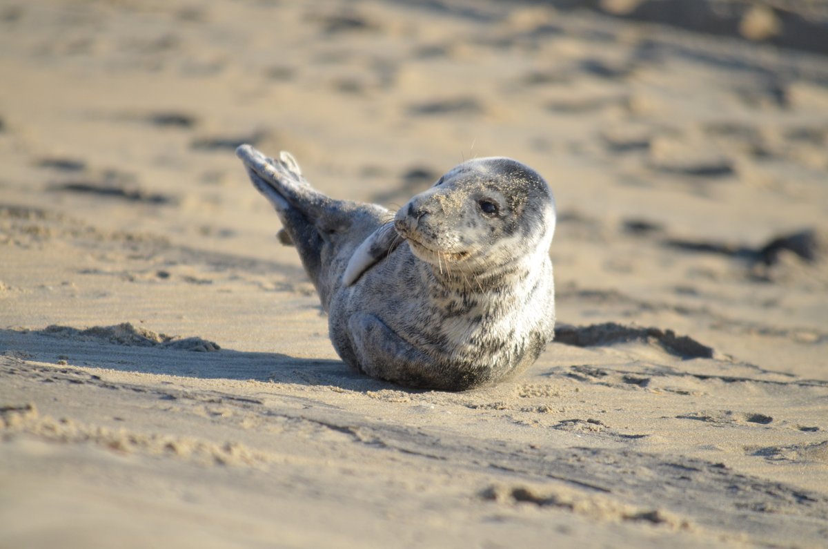 jennettespierob's tweet photo. Another bright, #sunny day but cold and #windy. #Water temp 48. Winds NE at 19 knots. This grey seal pup #hauled_out on Friday morning. Find a stranded mammal? Call 252-455-9654 northern beaches or 252-216-6892 Cape Hatteras National Seashore. (Wes Snyder Photography) https://t.co/ub04Q03AsW