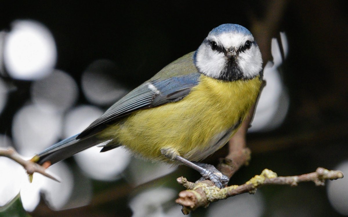 I would have to call this photo 'Spotlight on Blue tit' #birds #nature #photography