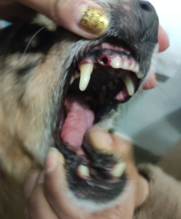 Manediaz13's tweet photo. Quisiera funar a @SKYAirline_CL pq el viernes viajamos de STGO a P. Montt con mi hna @Bicett y su perrita y ellos cometieron negligencia ya que en el canil había sangre y uno de los colmillos de la perrita... O sea! Tiraron el canil como maleta o qué? RT #MaltratoAnimal https://t.co/YgVE7dLSpL