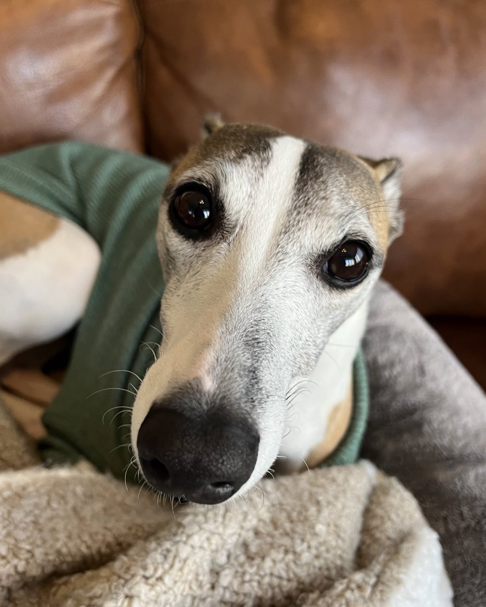 CoraTheWhippet's tweet photo. We have strange men working in the basement today, but my beauty sleep needs to remain a top priority. 😉💕
#whippet #dogs #dogsoftwitter  #houndsoftwitter #catsoftwitter https://t.co/2K5E631MDm