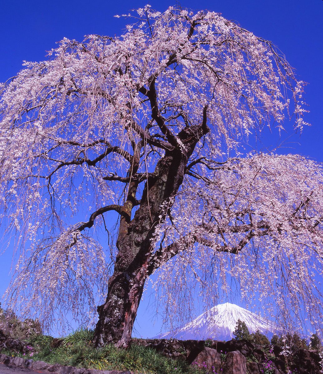 富士宮市からの桜と富士山です。今年もそろそろ見頃ですが、天気が残念ですね😅 過去の作品