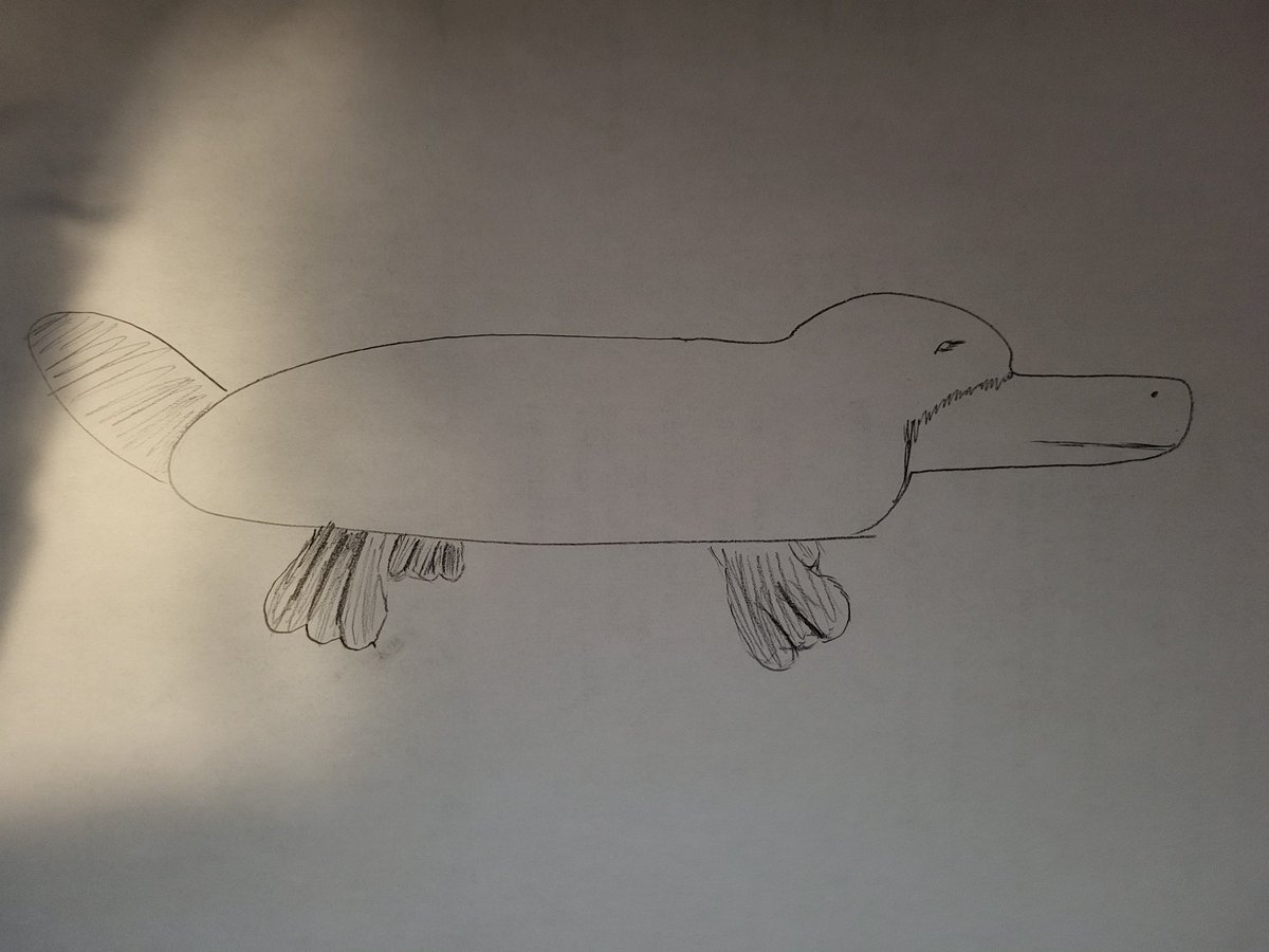 brittgerris's tweet photo. @ds106dc #platypus https://t.co/ME9jQdJQ4D