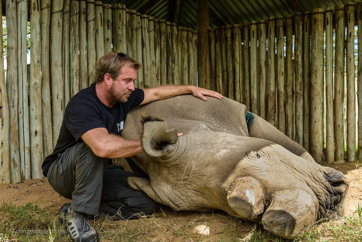 5 years since #Sudan died. To this day, meeting him was among the most profound and moving experiences of my entire life🥺🙏🏼💚🦏💚 #northernwhiterhino #extinctionisforever #conservation