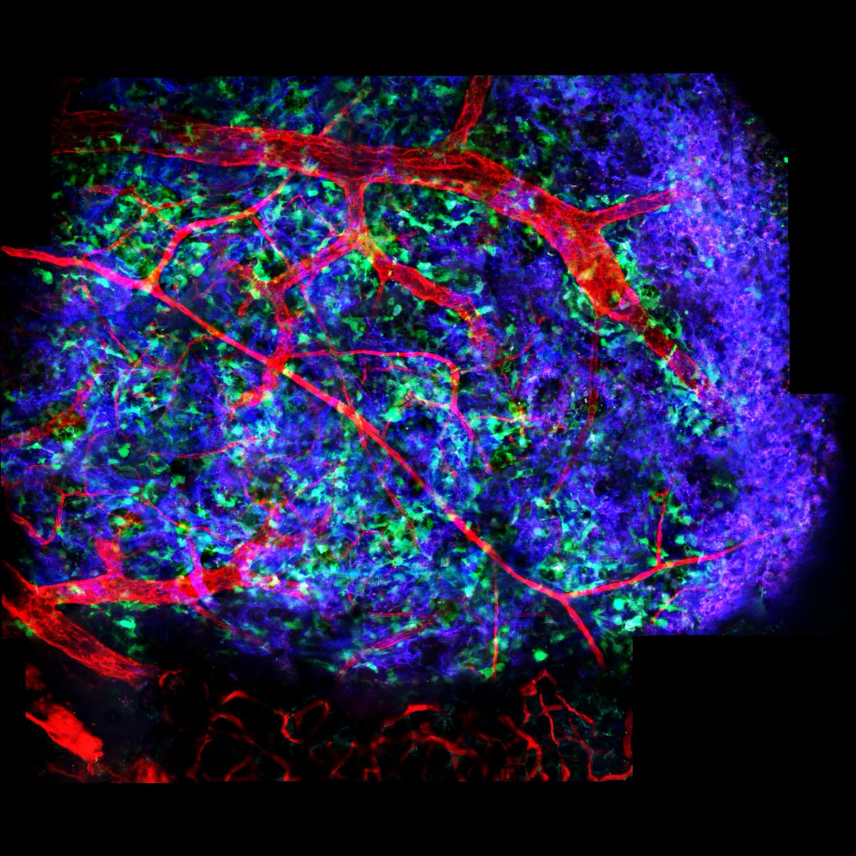vnzloy's tweet photo. The Facility for Imaging by Light Microscopy welcomes Dr Pilhan Kim, Associate Professor at Korea Advanced Institute of Science and Technology, Daejeon, Korea and CEO, IVIM Technology, Inc., Daejeon, Korea.
https://t.co/nEW3b1goUF https://t.co/1S1SF8gl46