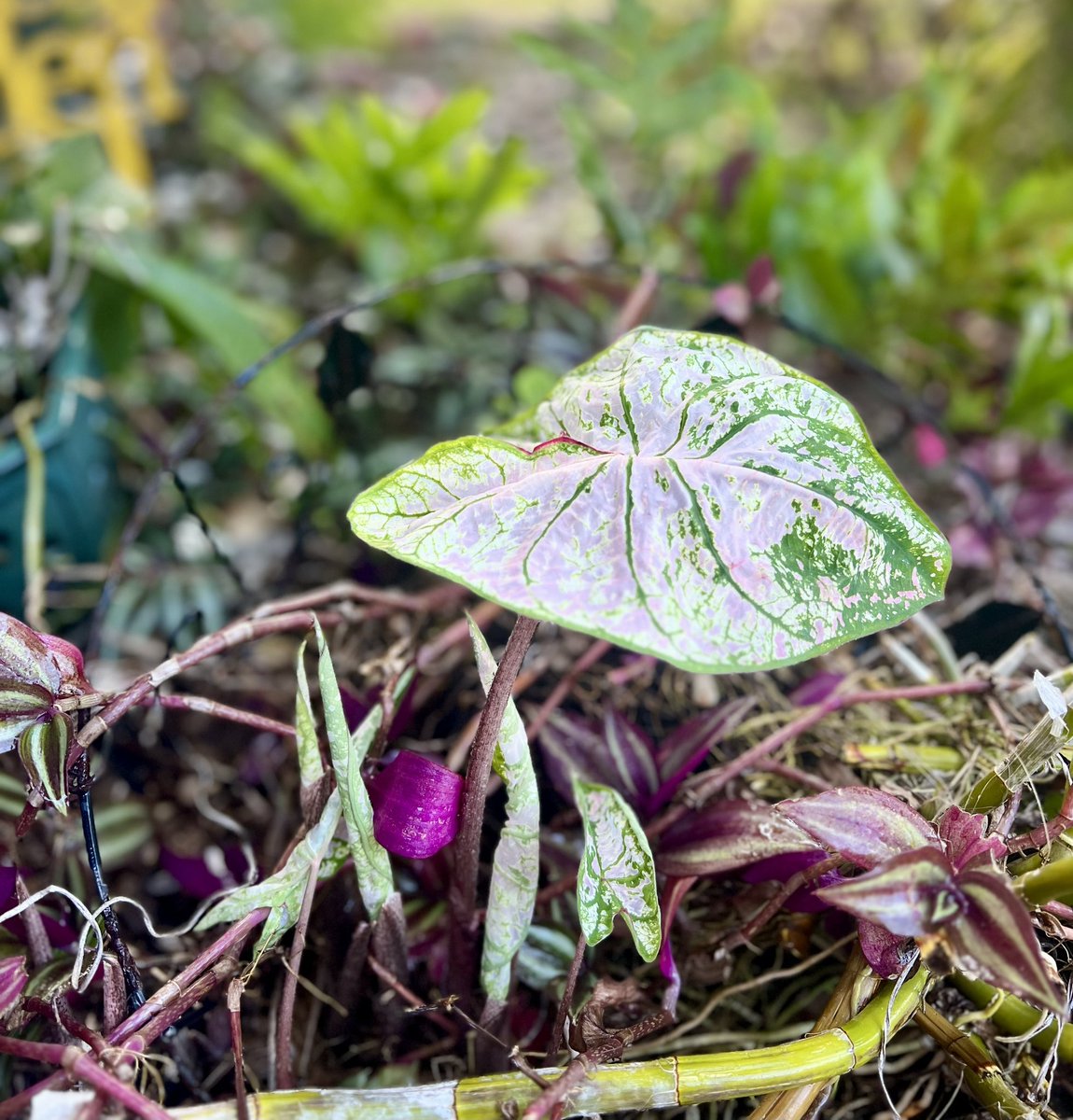 SavvyBabii's tweet image. Spring is nature's way of saying, 'Let's party!'” ~Robin Williams #happyspring #FirstDayofSpring #quotes #MondayThoughts #Caladium #perenial