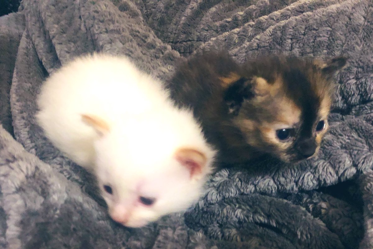 #GoodMorning, everyone &amp; Happy #Monday!💓

The Vet’s office sent a reminder card for Pearl &amp; Oliver’s annual wellness appt.

Can you believe they’re almost 3 YRS OLD!! 🙀

(Pearl doesn’t look a day over 18 mo…)😻

#MondayMorning #MondayMood #CatsOfTwitter #CatsOnTwitter #cats