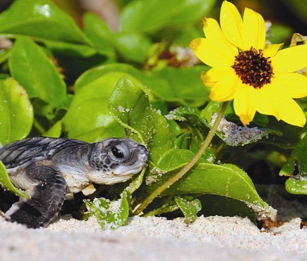conserveturtles's tweet photo. Happy 1st Day of Spring! 🐢🌻🌞🌼

Photo credit: Ursula Dubrick https://t.co/brYp9q2r0y