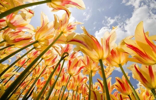 Happy Spring! As we enter this new season, take a moment to breathe deeply and focus on finding your own sense of balance. Just like the flowers that bloom where they are planted, embrace your journey and bloom as you are, right where you are in your life.