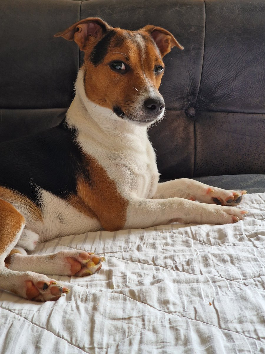 When your human insists on taking another picture even though you already gave them the perfect shot. #annoyeddog #notamused