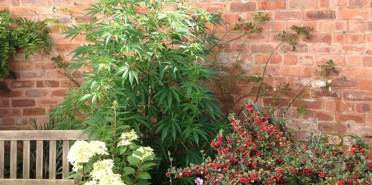 LifeTechUKLtd's tweet photo. Robin Scott’s Cannabis Pill® . . . the very best way to use Cannabis
https://t.co/dlt8PrLTjB
#RobinScottsCannabisPill #TheCaseforCannabis #Cannabis #CannabisCommunity #CannabisLegal #MedicinalCannabis #CannabisNews #CBD #marijuana #marijuananews #LifeTechUK https://t.co/Y1mvUEgl3I