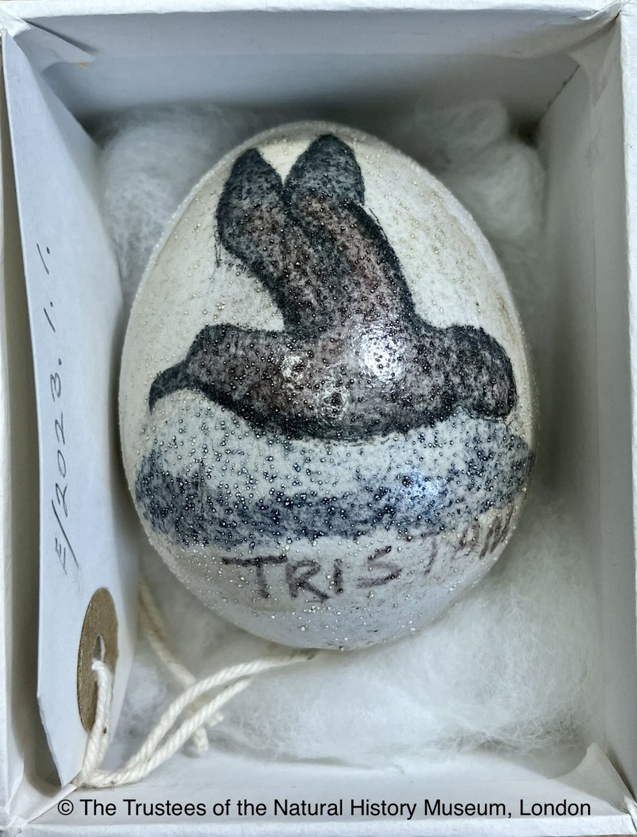 A rather charming addition to the research collection is a painted Endangered Moseley’s Rockhopper Penguin egg from Tristan da Cunha. Known locally as Pinnamin, the penguins eggs were traditionally harvested but under the 2006 conservation ordinance egg collecting is restricted