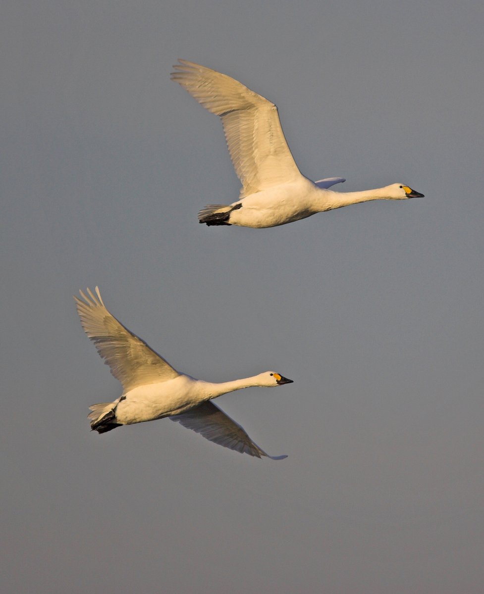 WWT Slimbridge tweet media