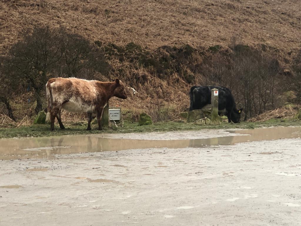 There were some very different tourists exploring the car park at Cod Beck reservoir the other day.  If you are staying at Cote Ghyll we highly recommend the short walk to Cod Beck, but look out for the unusual visitors!
